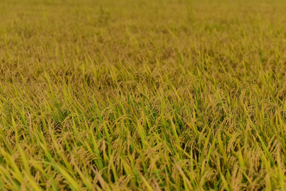 Japan Rice Prices Drop for First Time in 3.5 Years: What It Signals
